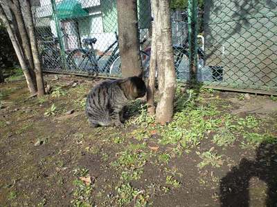 三軒茶屋の野良猫