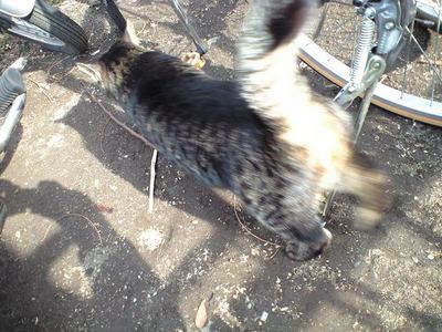 三軒茶屋の野良猫