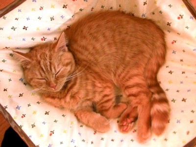 渋谷の猫カフェ ハピ猫