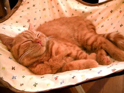 渋谷の猫カフェ ハピ猫
