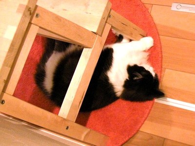 渋谷の猫カフェ ハピ猫