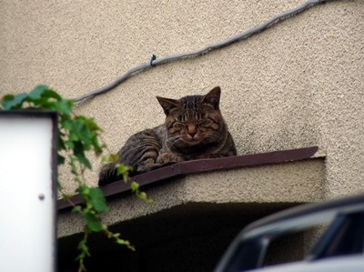 LUMIX DMC-FZ28 野良猫