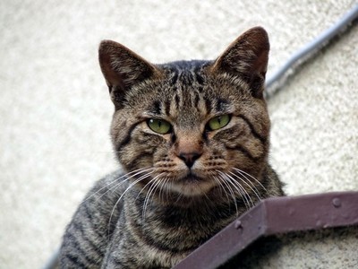 LUMIX DMC-FZ28 野良猫