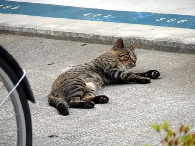 LUMIX DMC-FZ28 野良猫